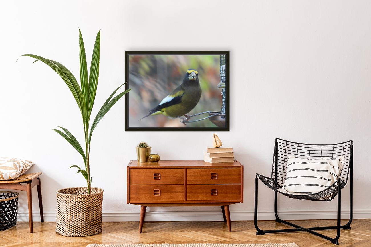 Evening Grosbeak  Reproduction