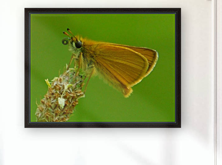 Small skipper by Debbie Caughey