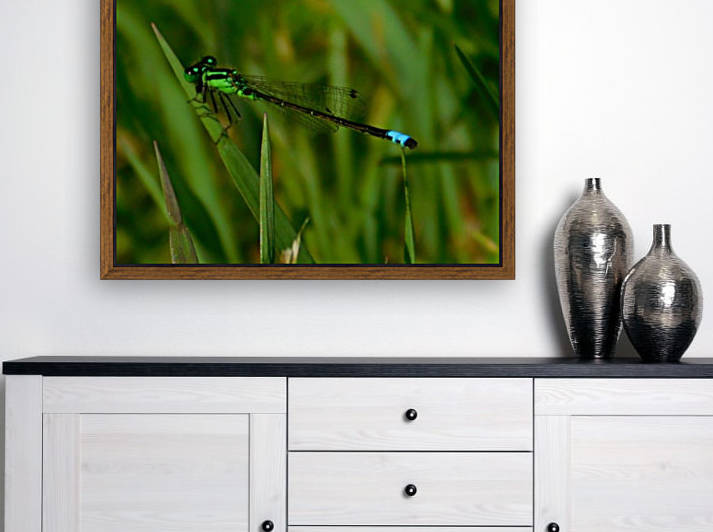 Blue Damselfly by Debbie Caughey