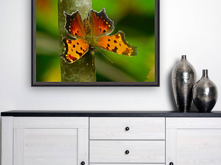 Coma Butterfly by Debbie Caughey