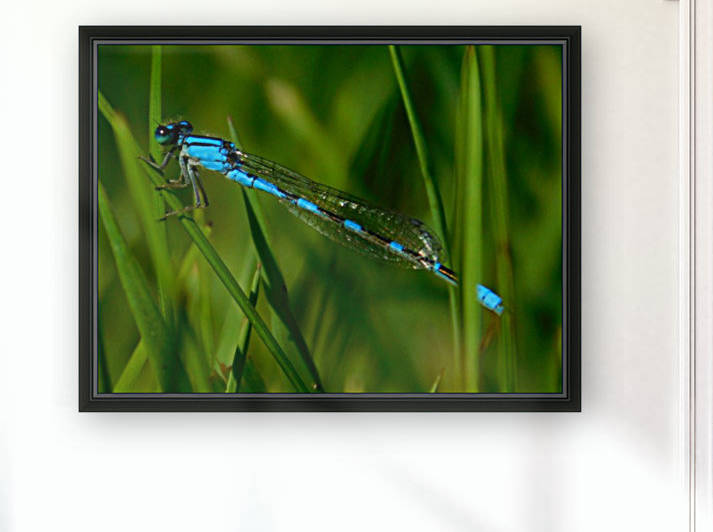 blue damselfly by Debbie Caughey
