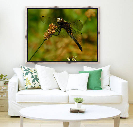 Meadowhawk Reproduction