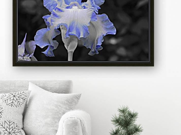 Blue Iris Reproduction