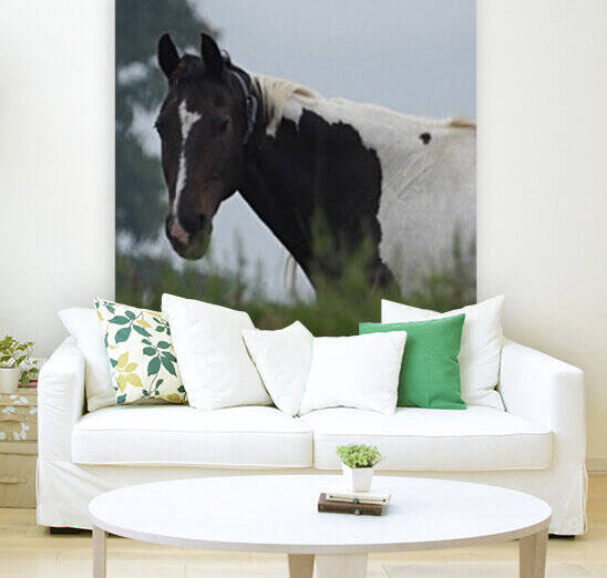 Pinto Stare by Debbie Caughey