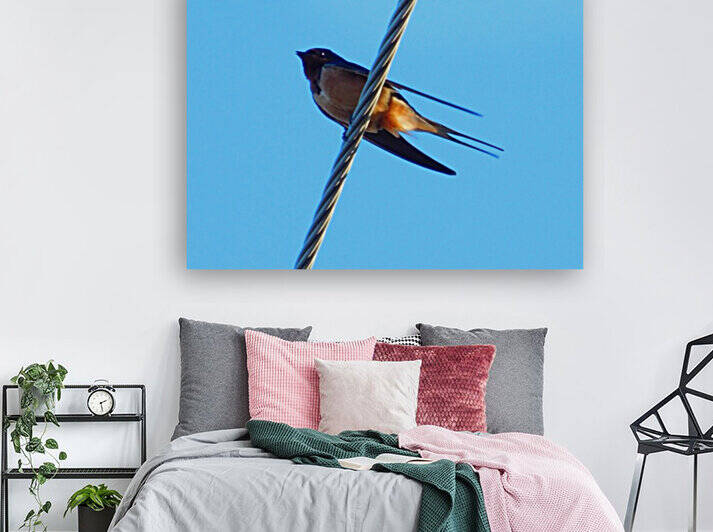 Barn Swallows Return Reproduction