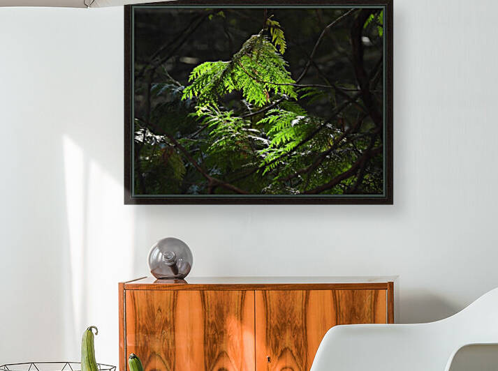Cedars & Sunlight by Debbie Caughey
