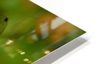 Meadowhawk HD Metal print