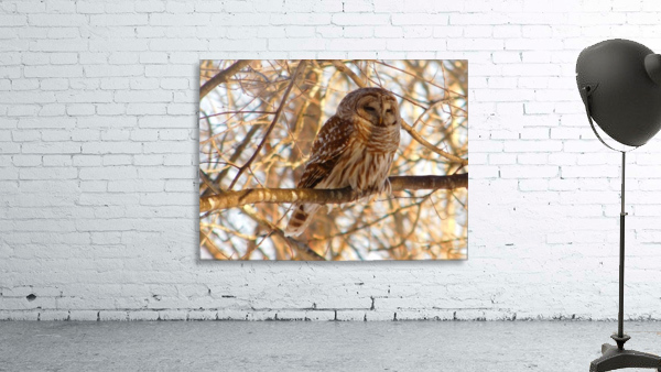 Barred Owl  spring sunset.  Wall Preview