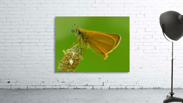 Small skipper Wall Preview