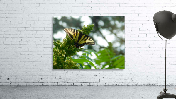 Tiger Swallowtail  Wall Preview