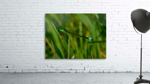 Blue Damselfly Wall Preview