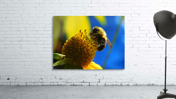 Bumblebee on Sunflower  Wall Preview