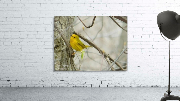 Yellow warbler   spring dance.  Wall Preview