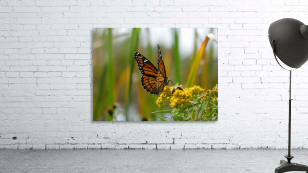 Fall Viceroy Wall Preview