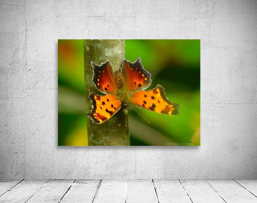 Coma Butterfly Wall Preview