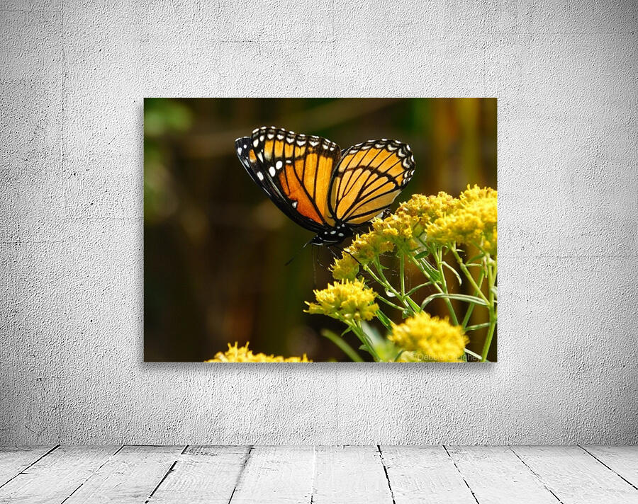 Fall Viceroy Wall Preview
