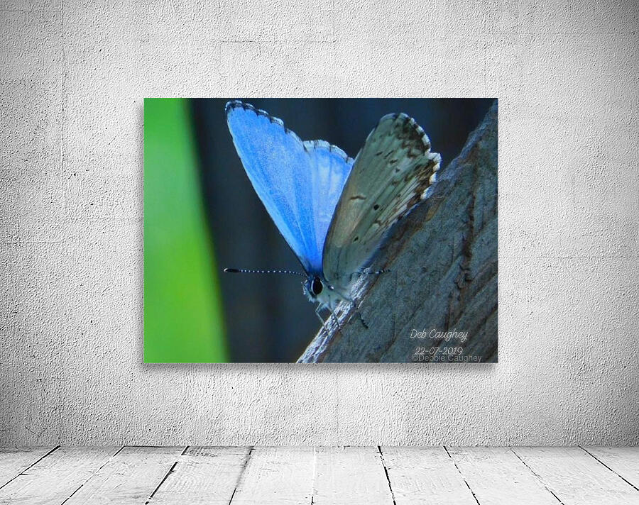 Azure Blue Wall Preview