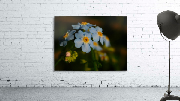 Forget-Me-Not  Wall Preview
