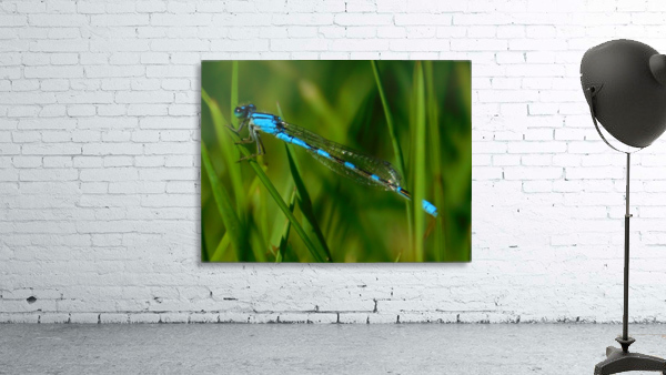 blue damselfly Wall Preview