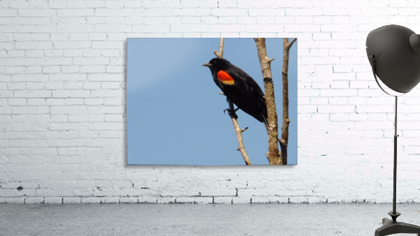 Red wing blackbird  spring. Wall Preview