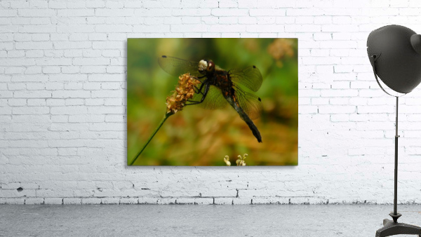 Meadowhawk Wall Preview