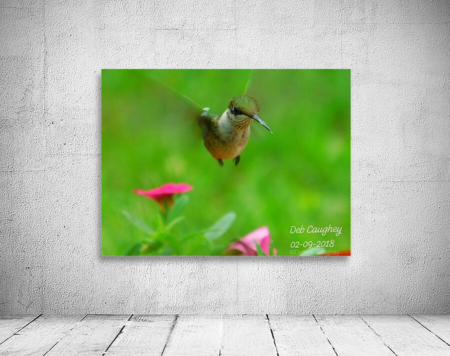 Ruby throated hummingbird Wall Preview