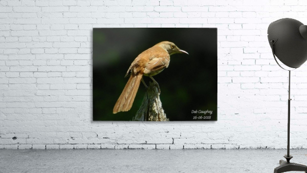 Brown thrasher Wall Preview