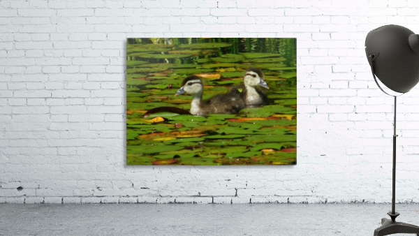 Wood ducklings Wall Preview