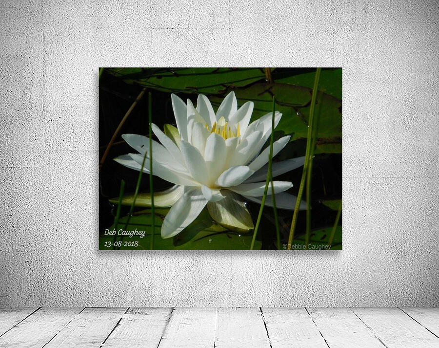 Marsh Beauty Wall Preview