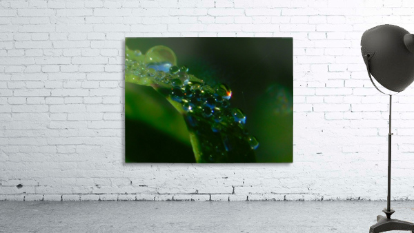 Morning Dew Wall Preview