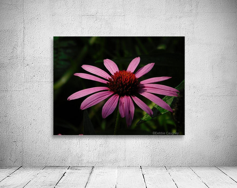 Echinacea Wall Preview