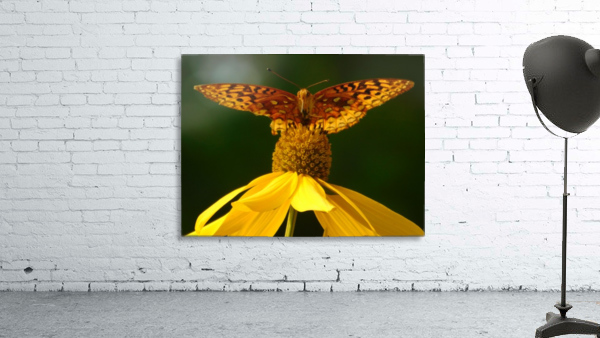 Fritillary butterfly Wall Preview