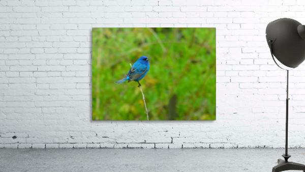 Indigo bunting Wall Preview