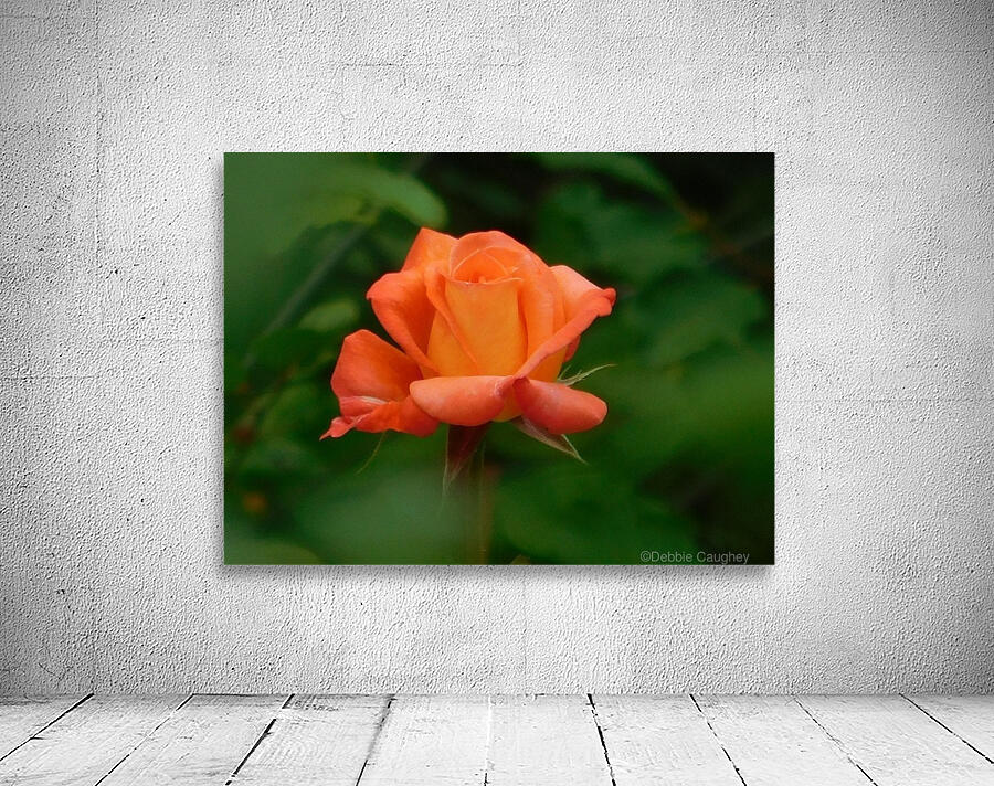 Rose glow Wall Preview