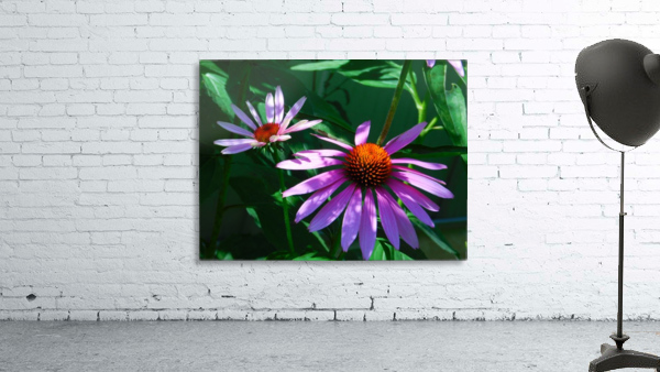 Echinacea Wall Preview