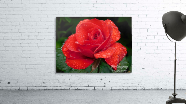Rainy Day Rose Wall Preview