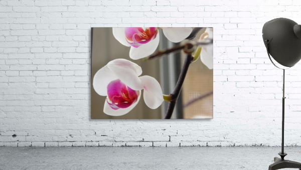 Winter Orchids  Wall Preview