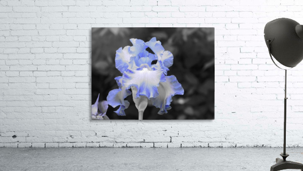 Blue Iris Wall Preview