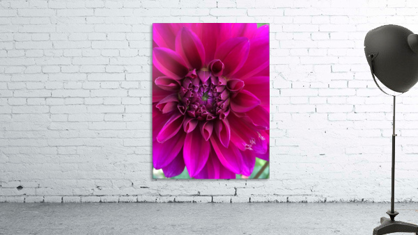 Dahlia Wall Preview