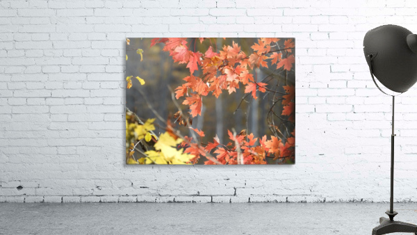 Fall Maples Wall Preview