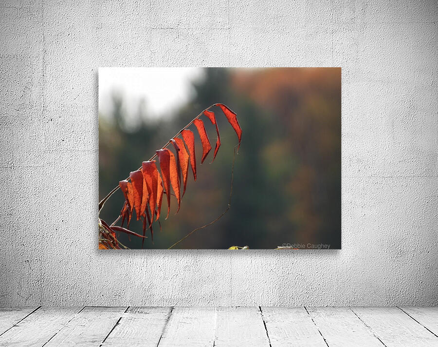Sumac Red Wall Preview