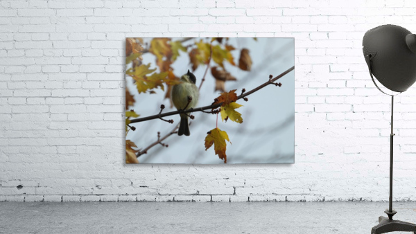 Late Fall Flycatcher Wall Preview