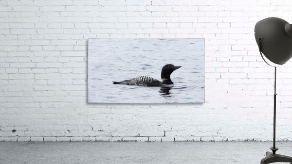 Common Loon Wall Preview