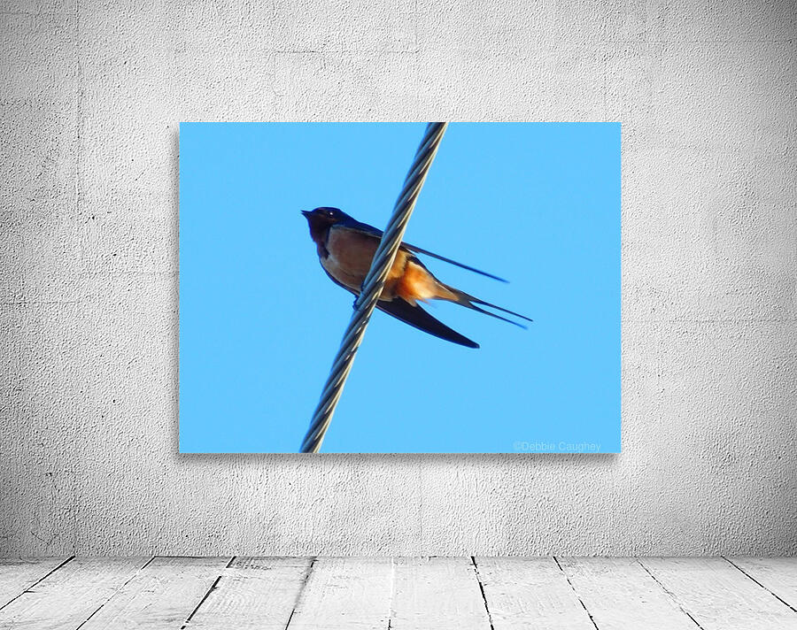 Barn Swallows Return Wall Preview