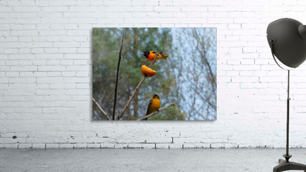 Oriole Pair Wall Preview
