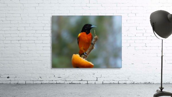 Bright Orange Wall Preview