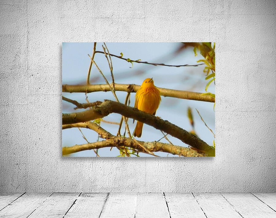 Mostly Yellow Wall Preview