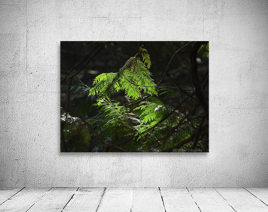 Cedars & Sunlight Wall Preview