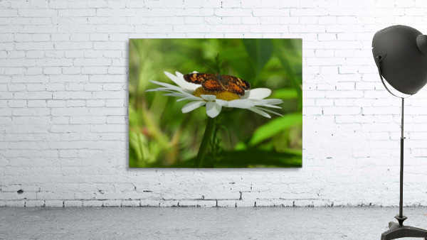 Pearl Crescent Wall Preview
