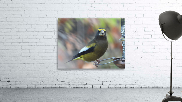Evening Grosbeak  Wall Preview